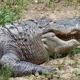 Утащивший ребенка во Флориде аллигатор вырвал его из рук отца