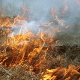 Медведев запретил сжигать сухую траву в РФ